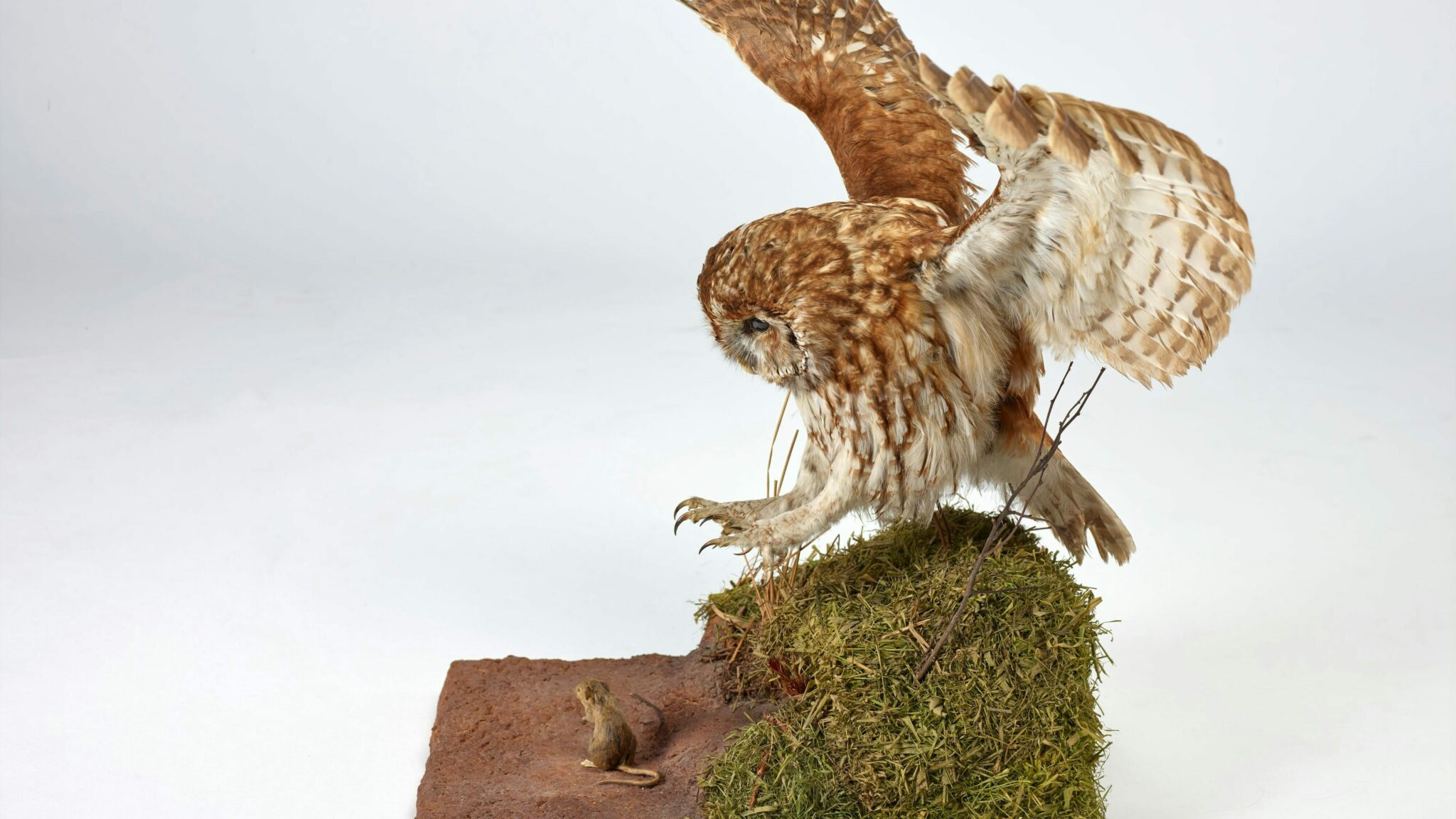 Taxidermy classes near me